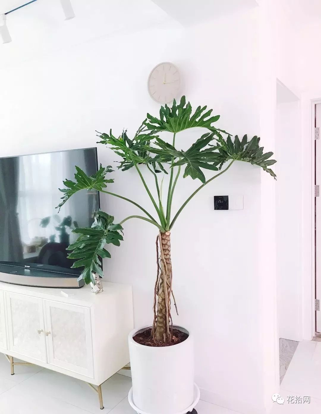 春羽喜欢湿润,半阴的环境,适合摆在室内光线明亮处,每隔15天浇次淘米