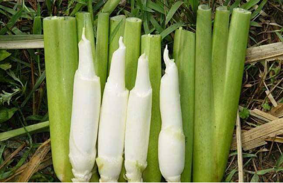 野米是个什么东西?竟敢比藜麦还酷!