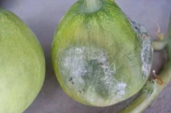 西甜瓜烂叶烂蔓烂瓜高清图解经典收藏