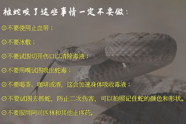 被蛇咬了怎么办图片