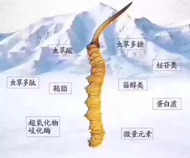 虫草素虽然比从虫草酸贵,但其实也只是一种化合物,早在1960年就已有