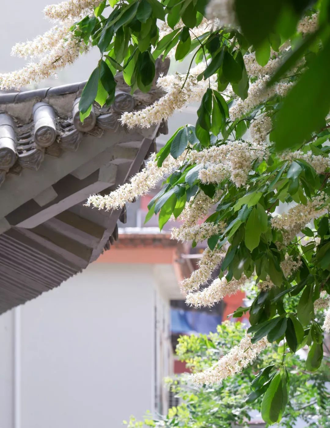 真希望菩提树也能开花而我们是菩提树上的花谁承想菩提花真的开了花蕊