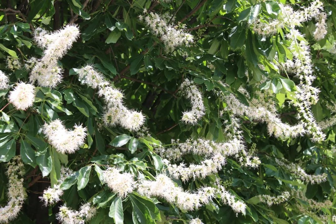 菩提花开,见者得福