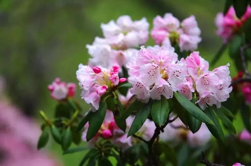 最美高山花海阿壩州這些地方杜鵑花進入最佳觀賞期五一去剛好