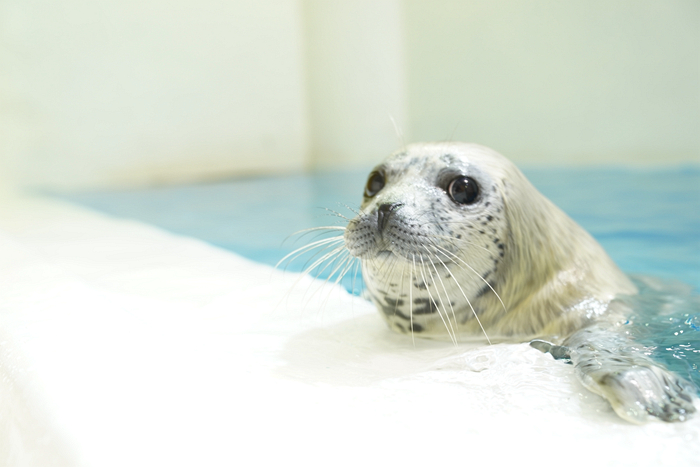 海豹宝宝齐卖萌哈尔滨极地馆海豹幼儿园里戏好多