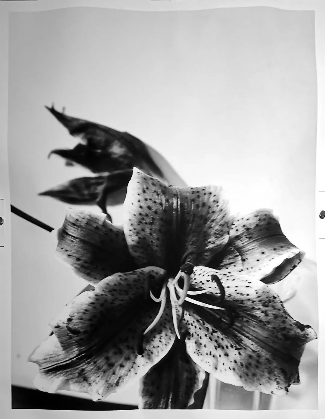 荒木经惟摄影展.花幽 | 南艺 #作品200p