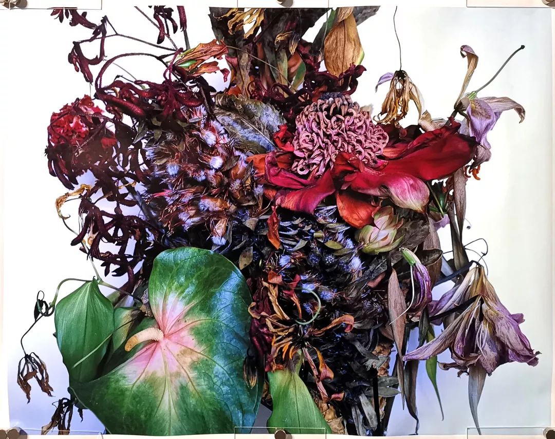 荒木经惟摄影展.花幽 | 南艺 #作品200p