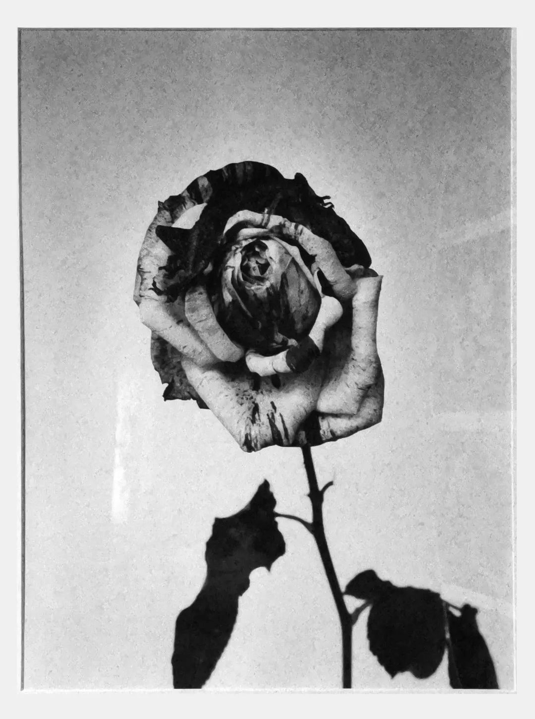 荒木经惟摄影展.花幽 | 南艺 #作品200p