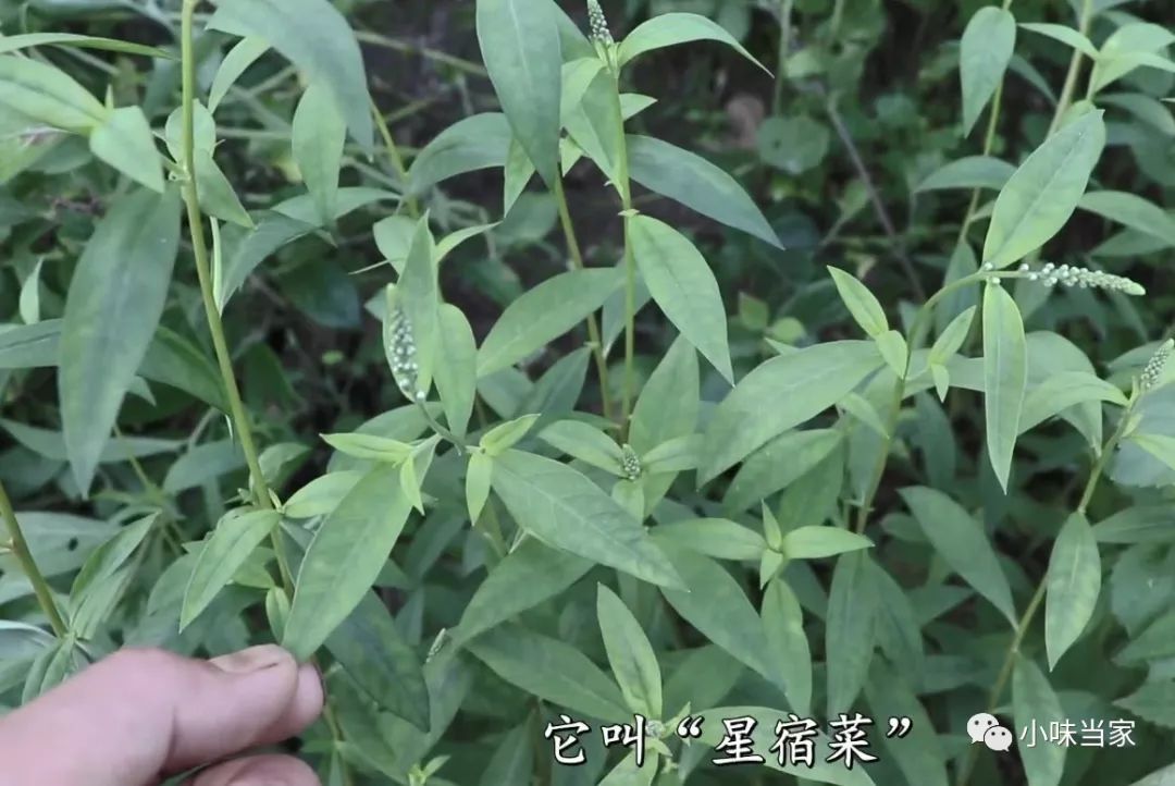 民间常用草药星宿菜也叫做假辣蓼很多人不认识有着很高价值