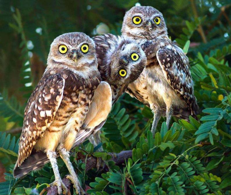 那些搞笑的抢镜画面可遇不可求