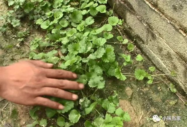 这种草药学名活血丹农村老人管它叫做透骨风看看有什么功效