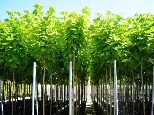 苗木速生期知识要点,一篇带你了解_凤凰网