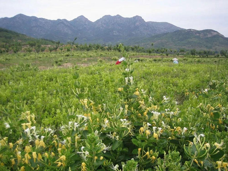 也是山东半岛最大的树形金银花生产基地