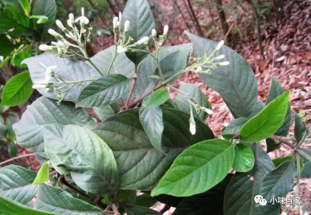 山坡上长着一种植物,名字瘆人叫"鬼灯笼",很多农村娃都摘来玩