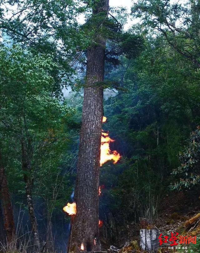 四川木里森林一棵树被雷击燃,幸被当地干部群及时扑灭__凤凰网
