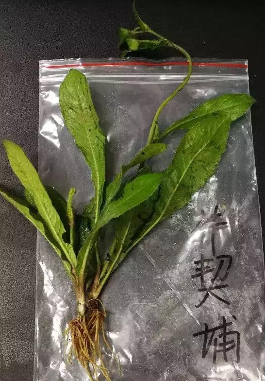 夏天潮汕妈妈都会煮的祛暑好饮料青草水