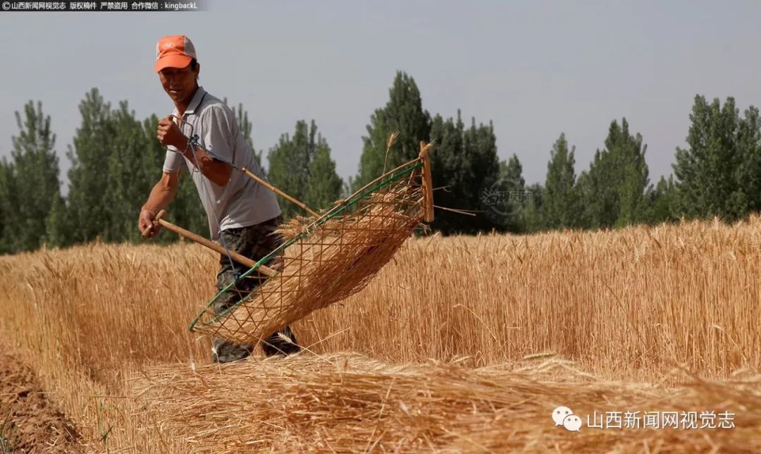 即将消失的传统割麦神器掠子