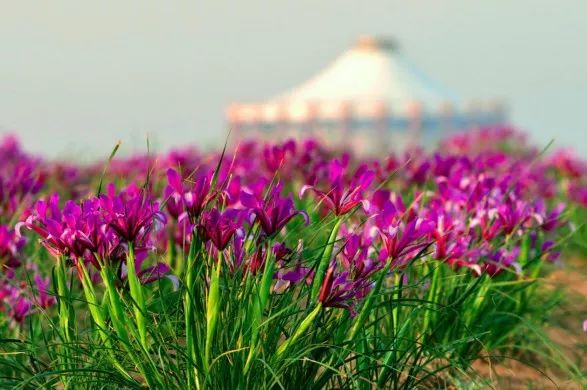 乌兰娜深情演绎马兰花坚韧朴素又不失绚烂