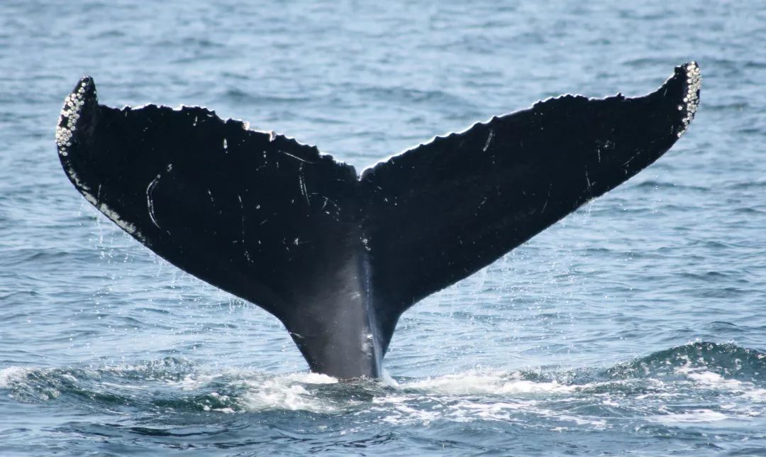 新进展加拿大立法禁止圈养鲸豚类动物