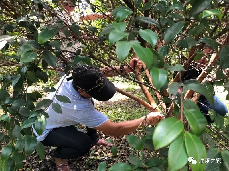 【油茶万里行】永丰站:曾经的油茶之乡该如何崛起