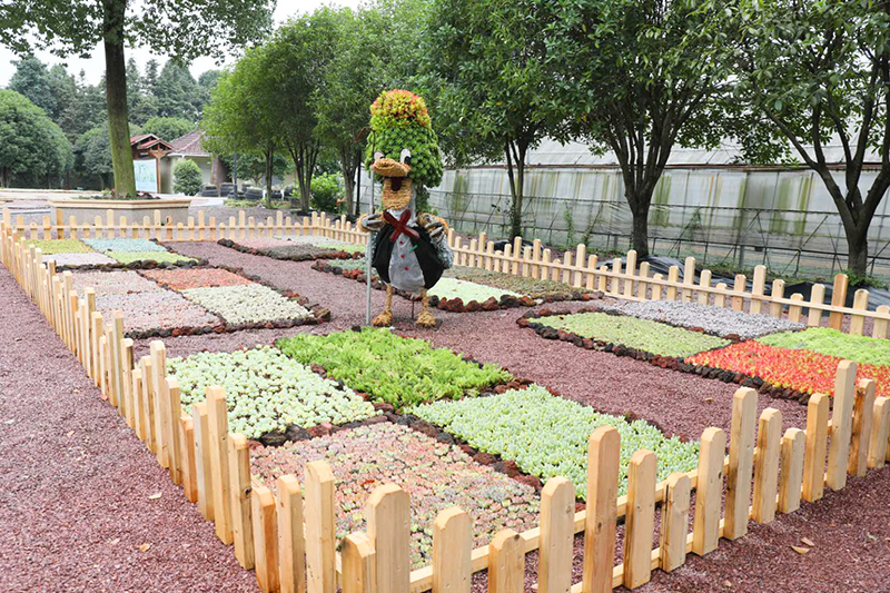 唐老鸭的菜地种的是"肉"