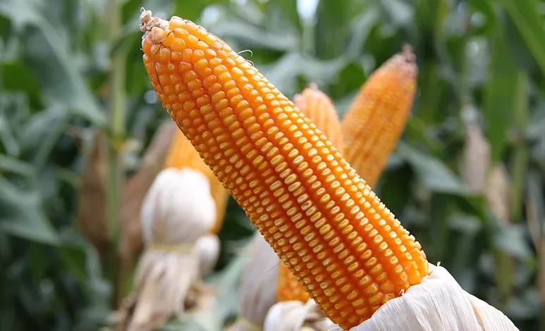 喝点玉米水,有这些功效