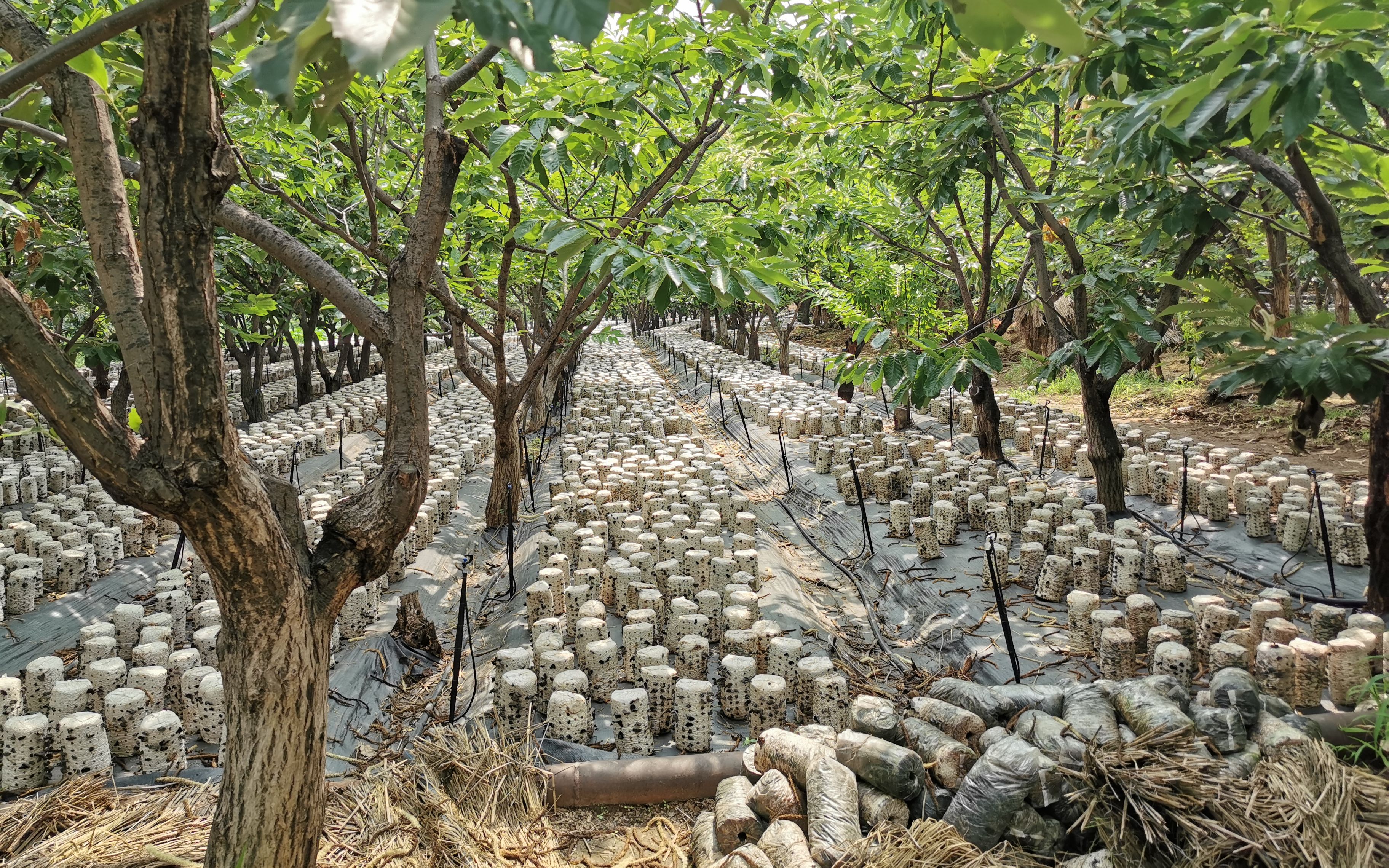 在板栗树下种黑木耳这个低收入村年底脱低