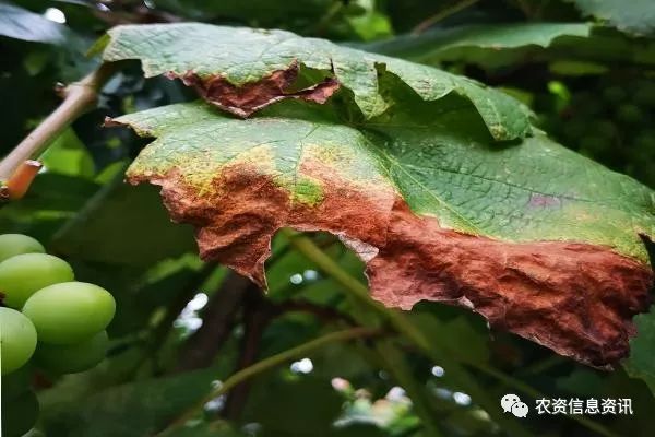 什么样的葡萄园最容易发生旱害,发生旱害后有何症状,能防治不?__凤凰网