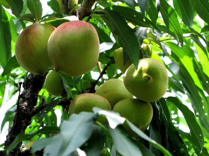 爽脆甜的翁源九仙桃熟啦这个夏天不容错过