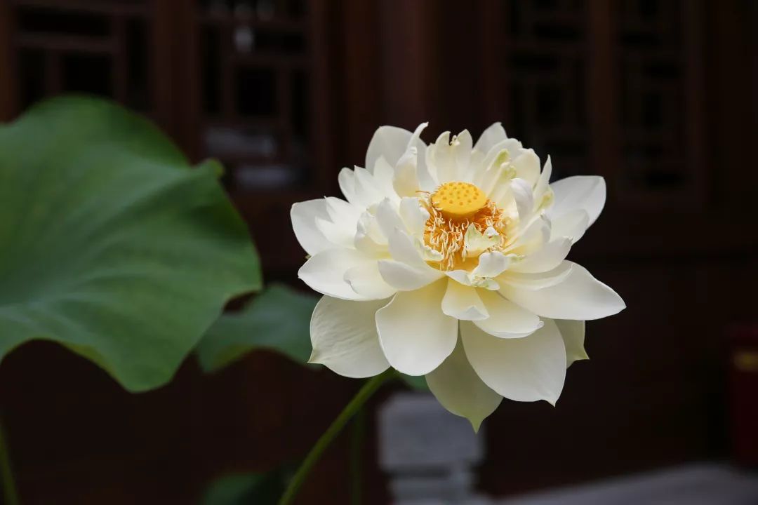 佛陀涅盘后,佛弟子举行集结活动,将佛陀宣讲的教法刻写在贝叶上,统称