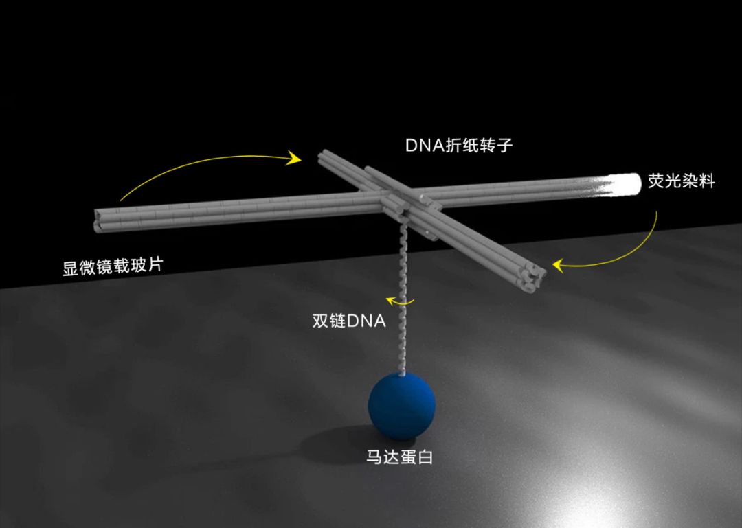 DNA、折纸与分子马达__凤凰网