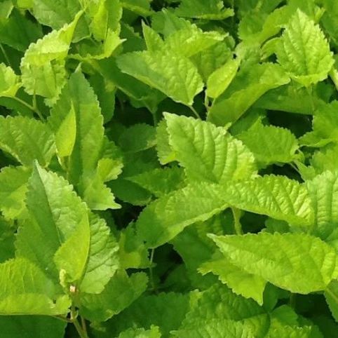 蛋白桑关于夏桑菊冰块对鼻咽癌放疗致口腔炎的临床研究