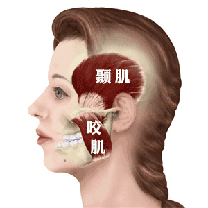 你还在习惯于单侧咀嚼吗？来看看单侧咀嚼有何危险！_凤凰网健康_凤凰网