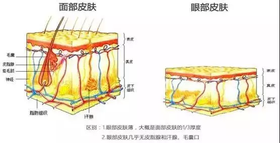 这么薄的皮肤意味着什么?