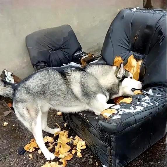 狗狗拆家怎么办?5个方法可改善__凤凰网