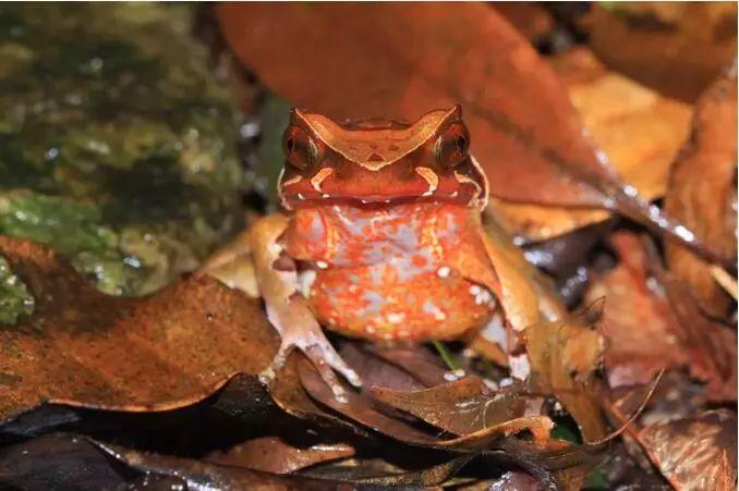 隐蔽在枯叶堆中的莽山异角蟾