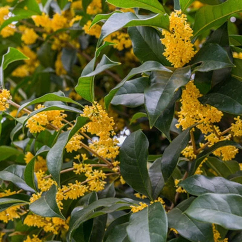 揭晓丨桂花树品种花朵那点事,八月里来桂花香,真的八月才飘香?