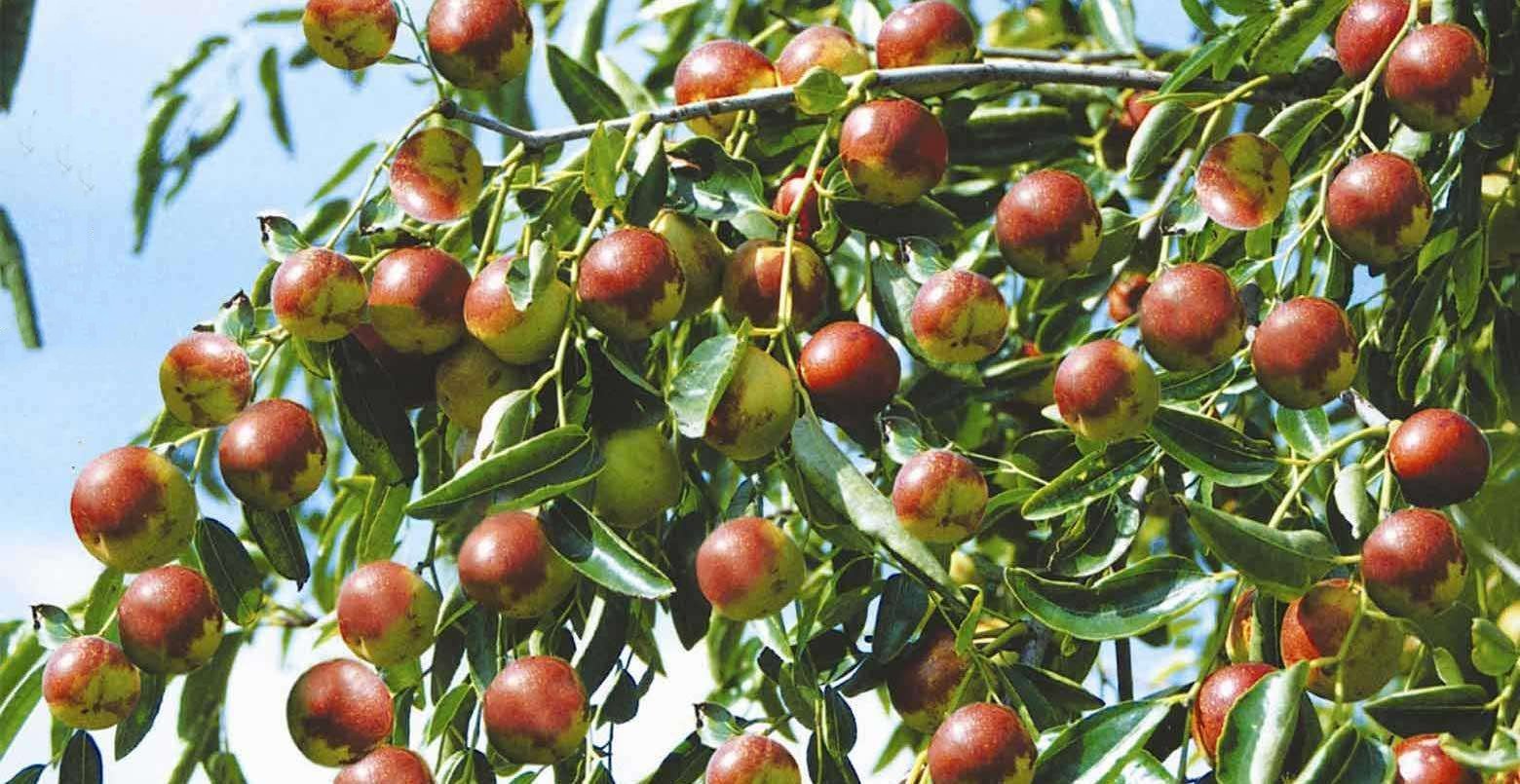 干燥的冬季 怎能少得了这些水果