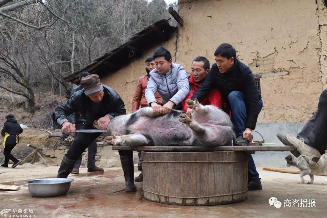 商洛山村殺年豬喜慶的畫面大氣的場景充滿著鄉土氣息