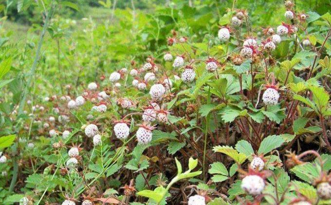 小时候生活在农村,曾经吃的这种野生菠萝莓你有吃过吗?