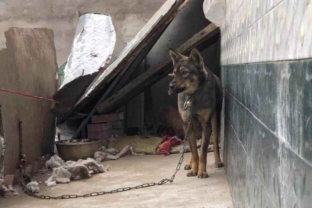 狗窝农村狗的生存状态