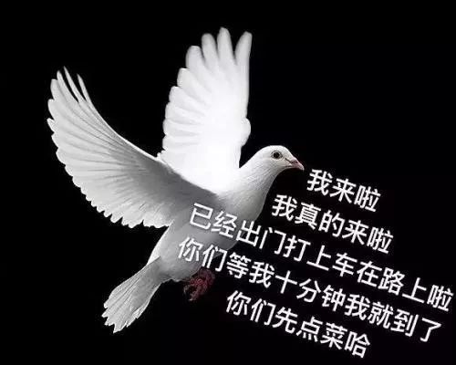 第1届人类本质争霸赛复读机柠檬精鸽子王真香怪冠军花落谁家