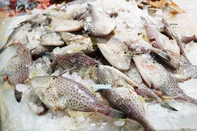 年产量已达25万吨,人称“剥皮牛”,国内却少有人吃过__凤凰网