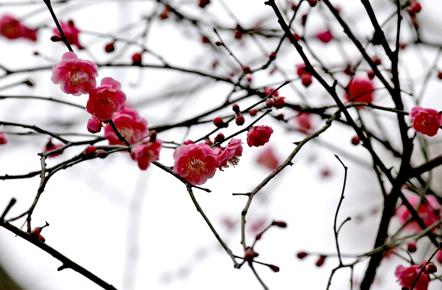 花卉摄影:雨雾中梅花朵朵,太阳如月照天上,现月光梅影妙趣.