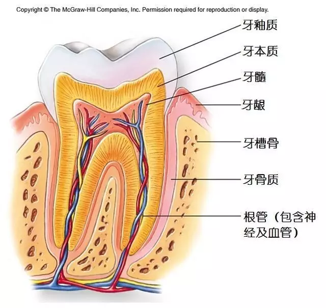 门牙牙神经位置图片图片