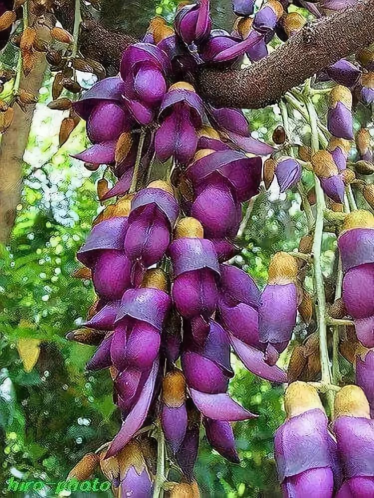 这么多奇花异草一个都不认识太罕见