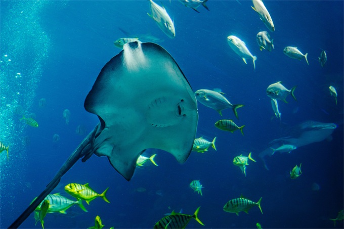 研究發現海洋變暖導致魚類數量正在減少東亞漁業生產力下降幅度最大