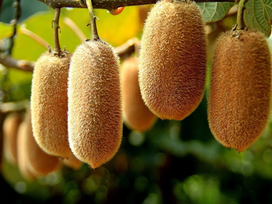 来!告诉你贵州农产品绿色的奥秘:化肥使用零增长,农药同比减量__凤凰