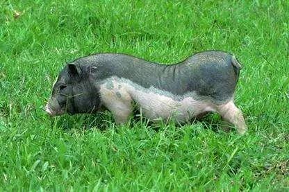 种猪是黎族农户放养的家猪 整天在山地里觅食时 与野猪偷情产生的后代