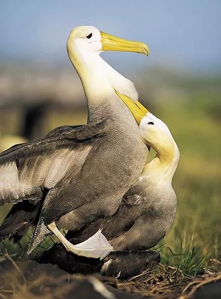 比没牙仔还逗的求偶招数你见过几种